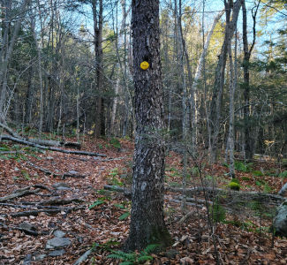 Yellow Lake Loop Trail